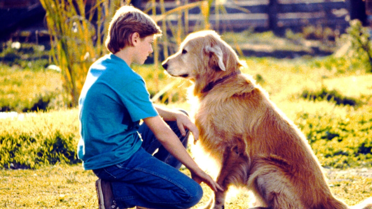 Sadakatin Sineması: Köpeklerin Başrolde Olduğu 10 Film