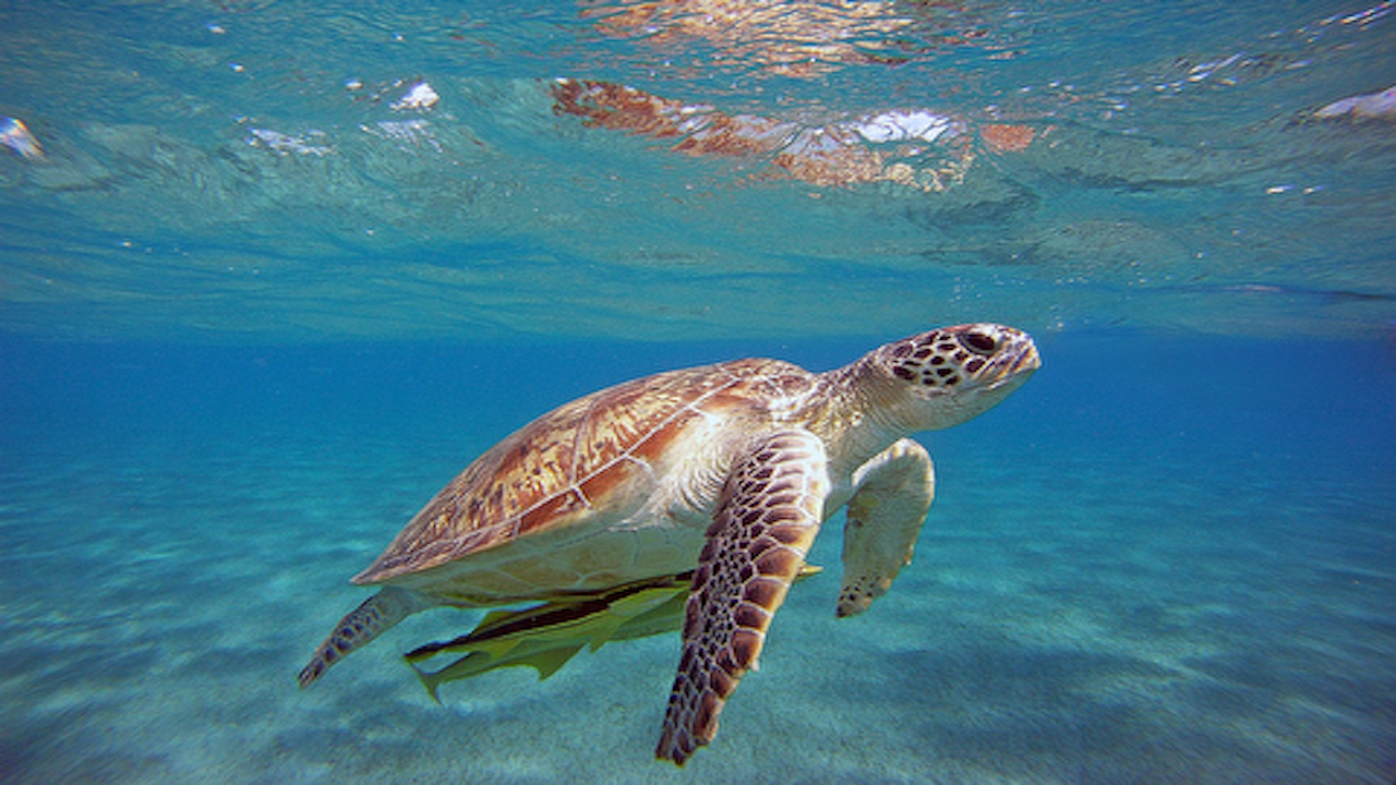 caretta caretta (deniz)