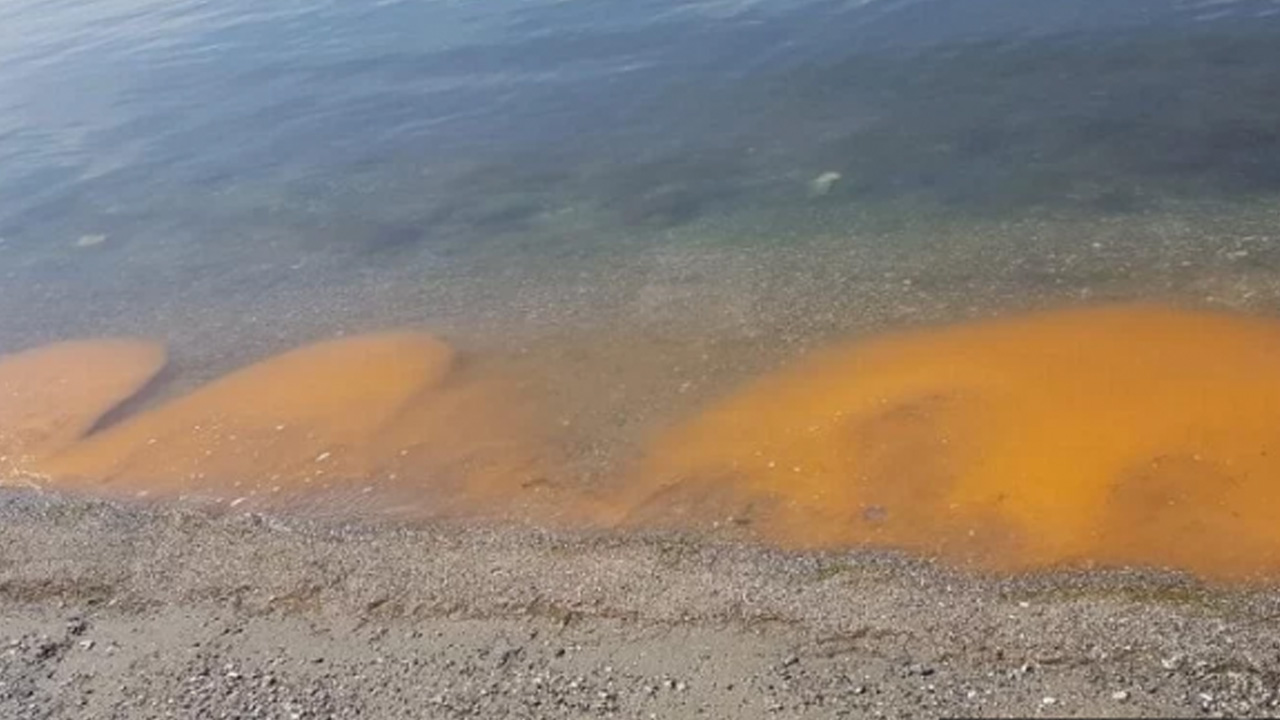 Marmara Denizi'nde Aşırı Alg Artışları Çok Görülmeye Başladı