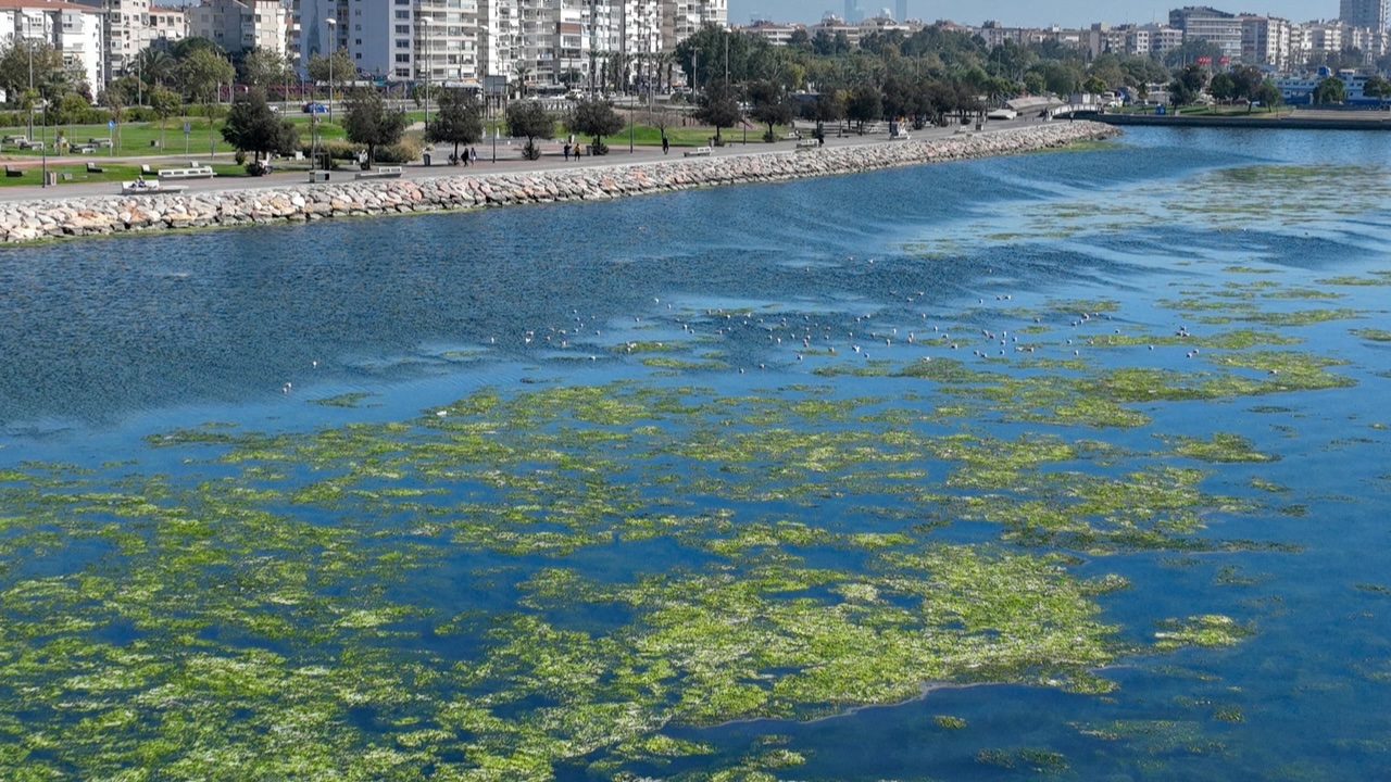 İzmir Körfezi'nde Kirlilik Alarmı