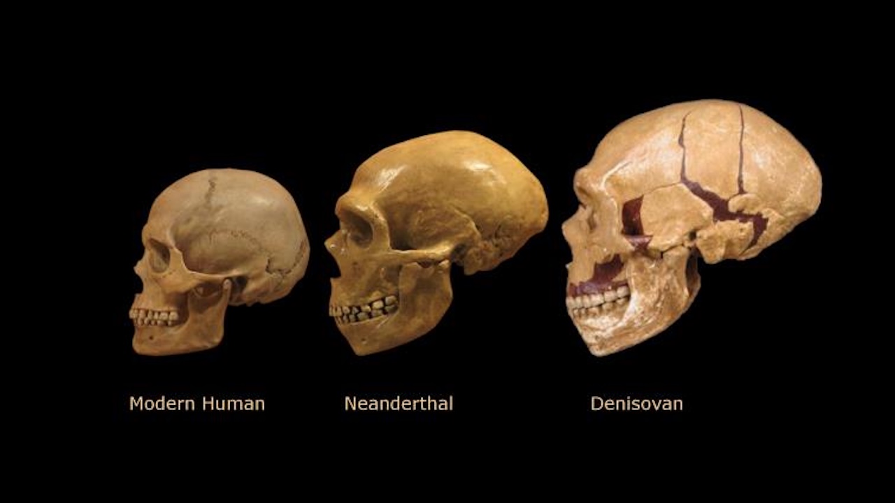 Neandertal ve Denisovalı 