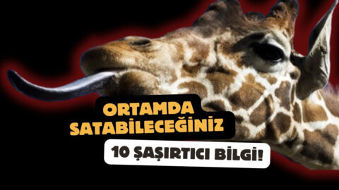 Ortamda Satabileceğiniz 10 Şaşırtıcı Bilgi!