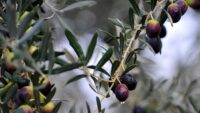 Türkiye Zeytin Üretiminde Tarihi Bir Eşiği Aştı