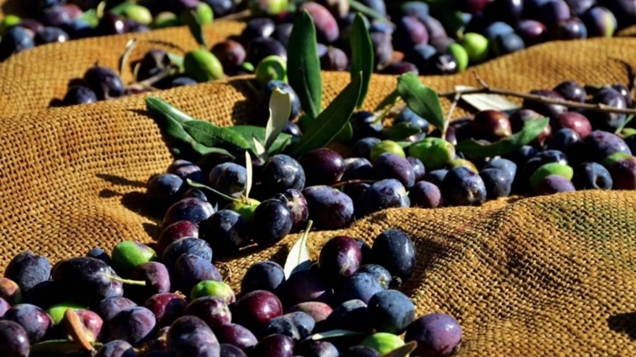 Türkiye Zeytin Üretiminde Tarihi Bir Eşiği Aştı